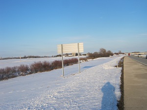 shrub fence