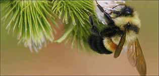 Rusty patched bumblebee