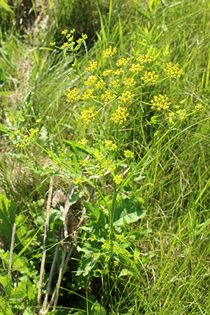 A wild parsnip plant growing along a roadside.
