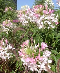 Flower memorial