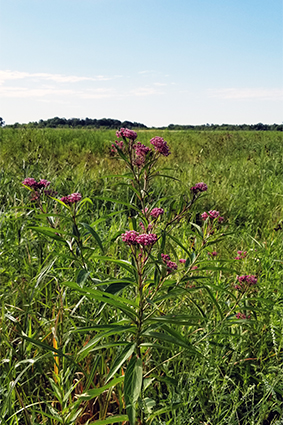 Native plants.