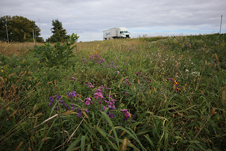 A semi-truck driving past a roadside with purple, yellow, and white native flowers  and trees.