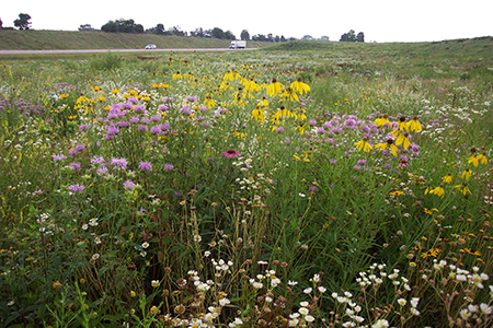 Native plants growing along a state highway.