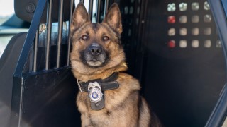 A brown and black Wisconsin State Patrol K9 in the back of cruiser